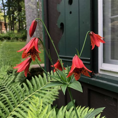 Lillium grayi. Gray’s Lily. Native to the southern Appalachian Mountains. Rare and exquisite ...