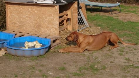 Rhodesian Ridgeback "Training an Enten" - YouTube