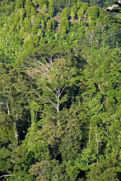 Mountain rainforest landscape, Morowali Nature Reserve, Soyojaya sub-district, Central Sulawesi ...