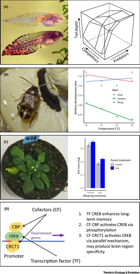 Causes and Consequences of Phenotypic Plasticity in Complex ...