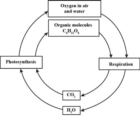 Basic 6 types of biogeochemical cycles with examples - Basic ...