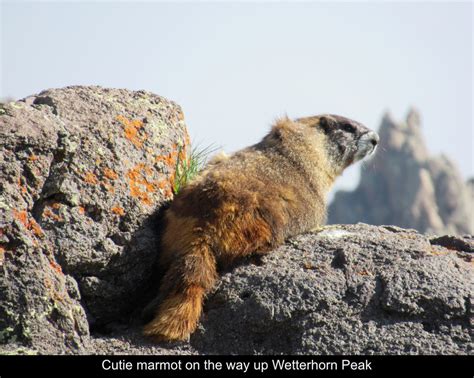 Trail Report - Wetterhorn Peak - Colorado