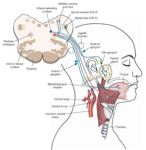 The Pharyngeal Reflex PV Smiles Reem Kidess, 44% OFF