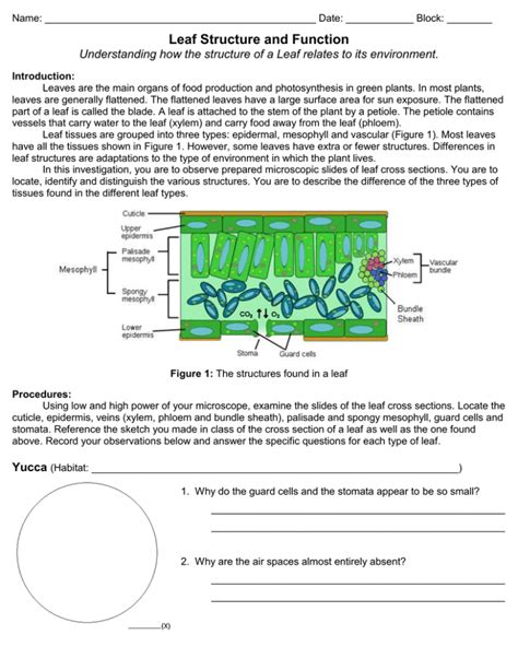 Leaf Structure and Function