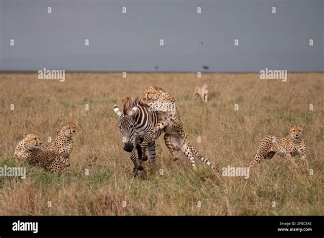 The cheetahs closed in on the unfortunate zebra. KENYA: THRILLING chase images revealed the ...