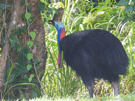 What Do Cassowaries Eat? (Full Diet, Habits and Behavior) | Birdfact