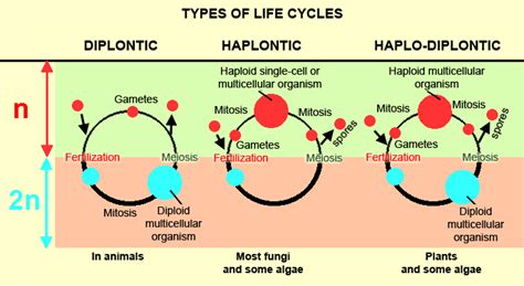 Amateur Algae culturing and cultivation : Life cycles algae & plants