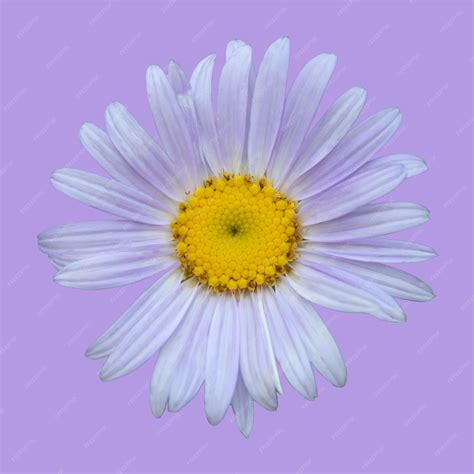 Premium Photo | Purple daisy with purple background Purple daisy