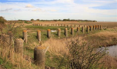 Sandwich & Pegwell Bay Nature Reserve — Little Legs