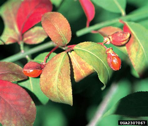 winged burning bush (Euonymus alatus)