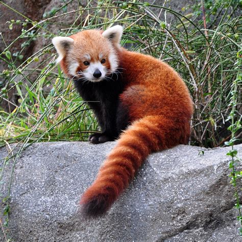 With reddish-brown fur and a long, shaggy tail, the red panda is hard to miss. | India Is... Red ...