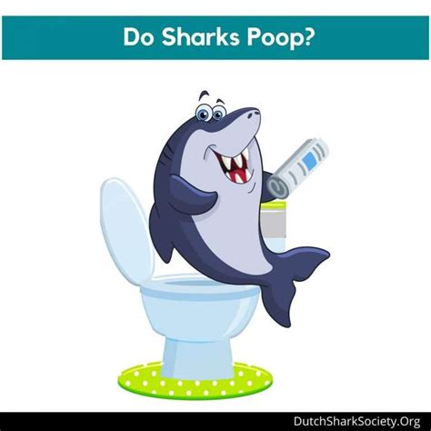 How Do Sharks Poop and Pee - En.AsriPortal.com