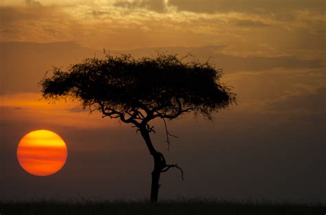 Safari Sunset | Bradjward | Flickr