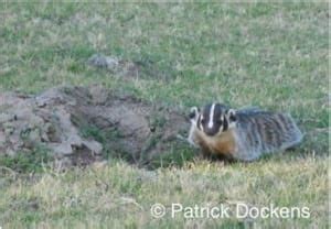 Badger Facts | Badger Genetics Study