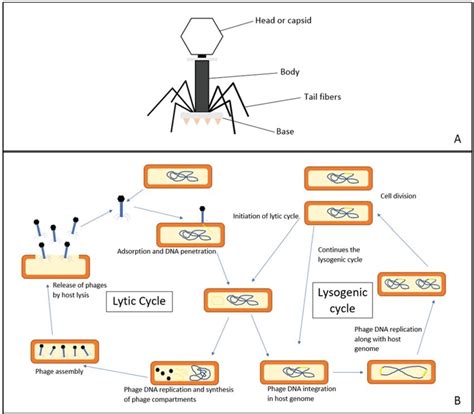 Bacteriophage and its life cycle. (A) The structure of a tailed... | Download Scientific Diagram