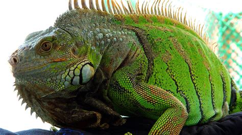 FWC recommends Floridians kill iguanas to tame booming population