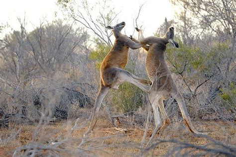 Red Kangaroo - Animal Facts for Kids - Characteristics & Pictures