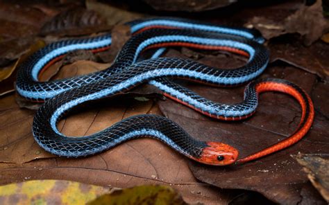 Malayan Blue Coral Snake - Calliophis intestinalis — HongKongSnakeID.com