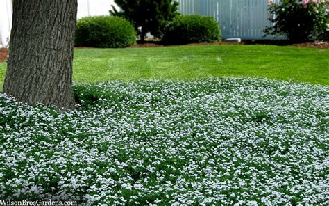 Buy Sweet Woodruff Galium | FREE SHIPPING | Wilson Bros Gardens | 5 ...