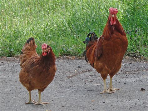 File:Poltava chicken breed male and female.jpg - Wikimedia Commons