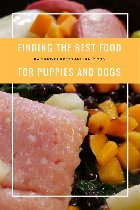 Best Dog Food For Puppies: What Is The Best Dog Food ~ Raising Your ...