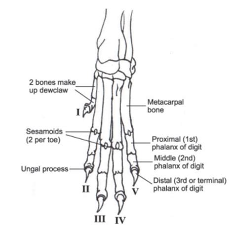 Why Are Dogs Claws Not Retractable at Stephan Riley blog