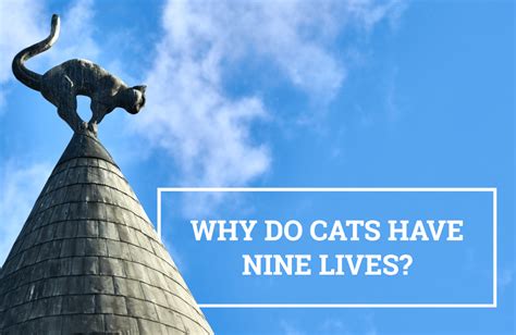 Q&A: Why do cats have nine lives? | Australian Writers' Centre