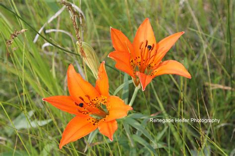 Renegade Heifer Photography: Wild Tiger Lilies by the Garden Spot