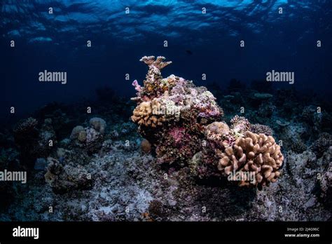 Coral reef scenery Stock Photo - Alamy