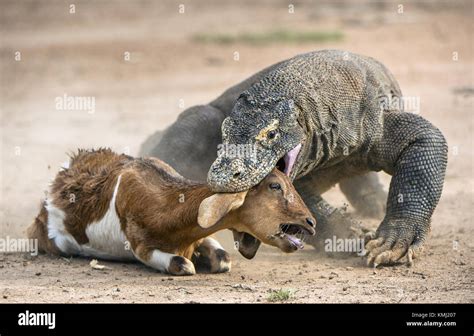 The dragon attacks. The Komodo dragon attacks the prey. The Komodo Stock Photo: 167583143 - Alamy