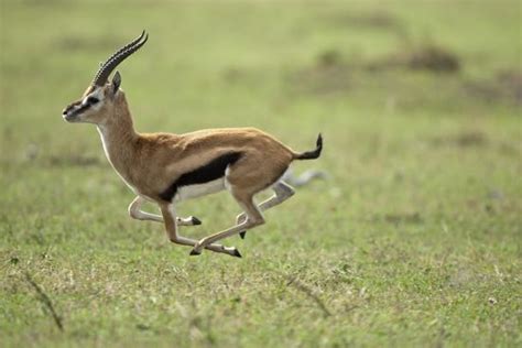 Running Thomson's Gazelle Photographic Print at AllPosters.com