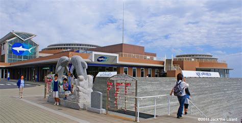 Ibaraki Prefectural Oarai Aquarium - Jack the Lizard Wonder World