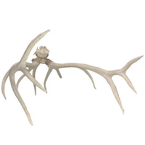 ELK ANTLERS / 12 POINT / LARGE | Air Designs