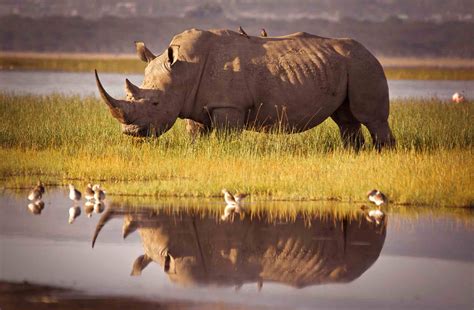 Rhinoceros: Habitat, Behavior, and Diet