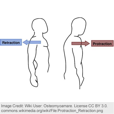 Protraction : Muscle Actions : Joint Movements