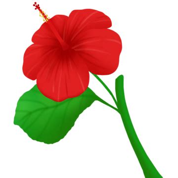 Malaysia National Flower Vector | Best Flower Site