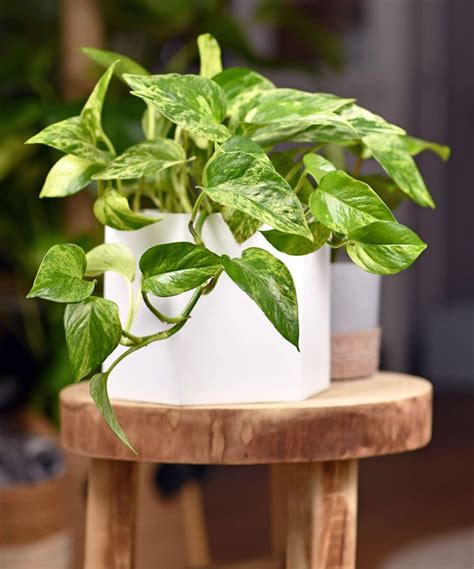 Best low maintenance indoor plants: 11 easy-care plants that anyone can grow | Gardeningetc