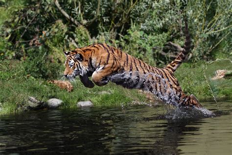 Tiger attack by Helmut Lager / 500px