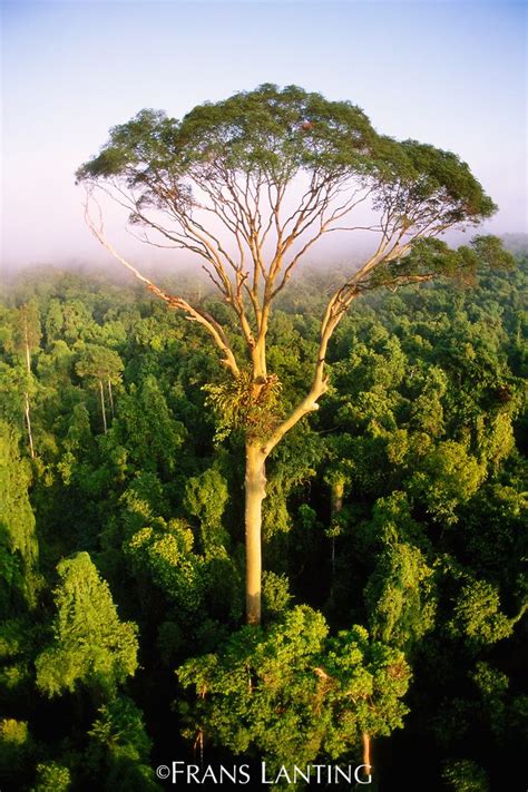 Frans Lanting: Sabah, Borneo - Tall tree rising above rainforest canopy ...