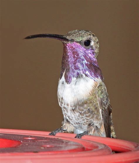 Lucifer Hummingbird, identification, coloration, size, breeding range, photographs