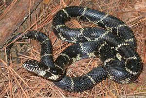 Get to Know the Snakes We Have in Mecklenburg County