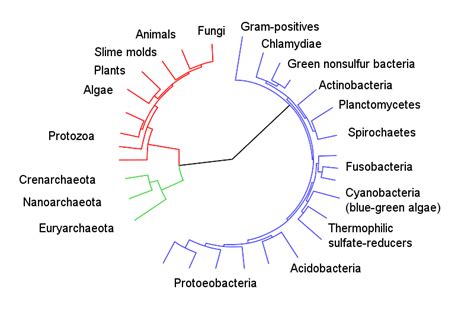 8.4A: The Taxonomic Scheme - Biology LibreTexts