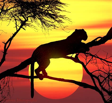 Leopard up a tree at sunset photo WP03470