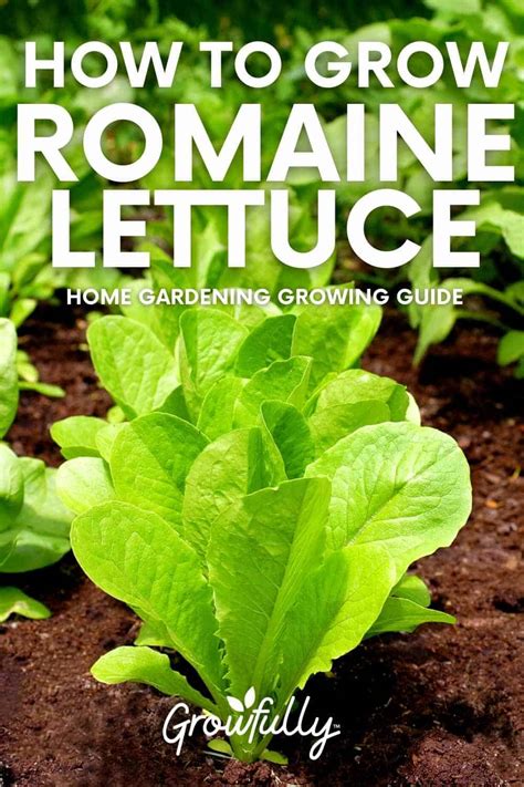 Growing Romaine Lettuce, Step-by-Step - Growfully