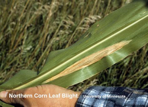 Northern corn leaf blight | UMN Extension