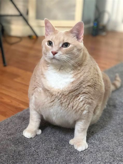 Cat Weight Loss Tips from Bronson the 33-Pound Cat | PetMD