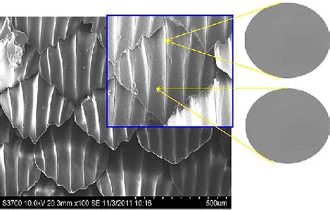 SEM images of the surface of biomimetic shark skin prepared. The ...