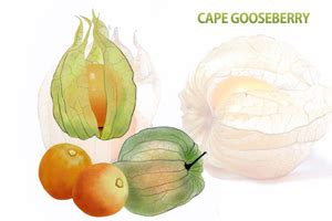 Cape Gooseberry | Cape Gooseberry Nutrients | Cape Gooseberry health ...