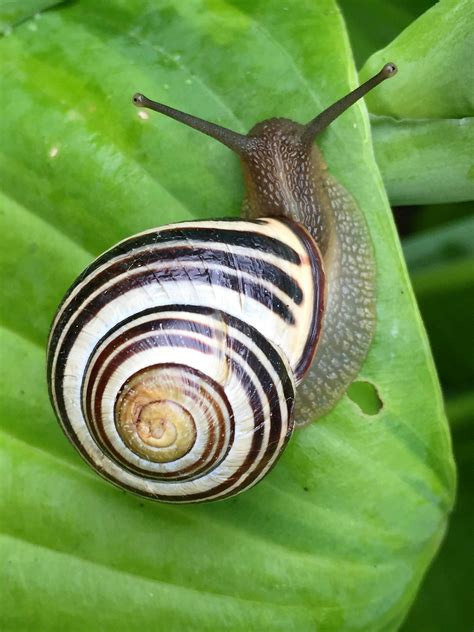 Sonhar com caracol: interpretação dos significados e mensagens