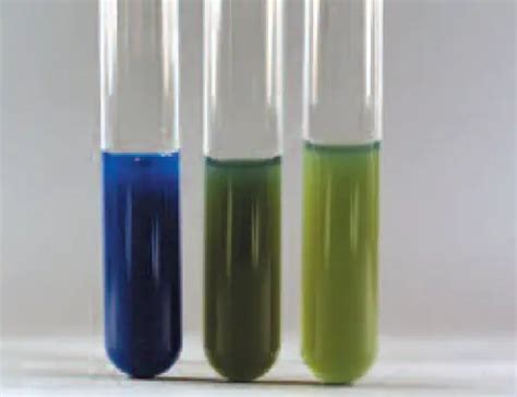 Malonate Test: Principle, Procedure, and Results • Microbe Online